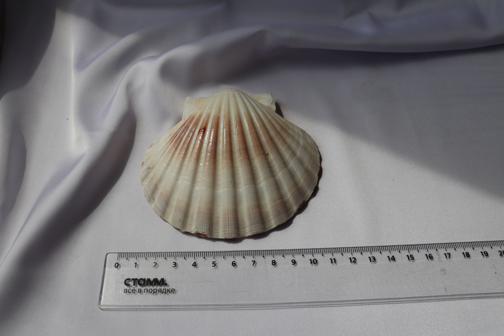 Раковина Пектен Албикан (Pecten albicans) двустворчатая (склеена), 9-12см, 1шт