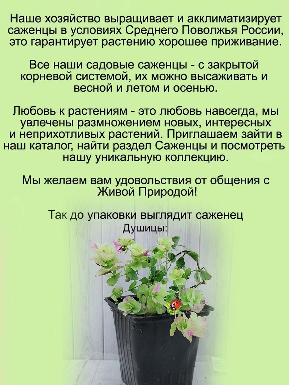 Душица Кент Бьюти ампельная пряность орегано