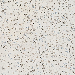Pamesa Terrazzo Blu 60x60
