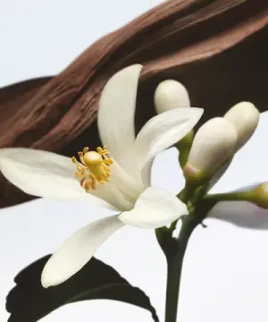 Dries Van Noten Jardin de L'Orangerie Eau de Parfum
