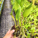 Орхидея CATTLEYA BROWNIAE HYBRID (Н70)