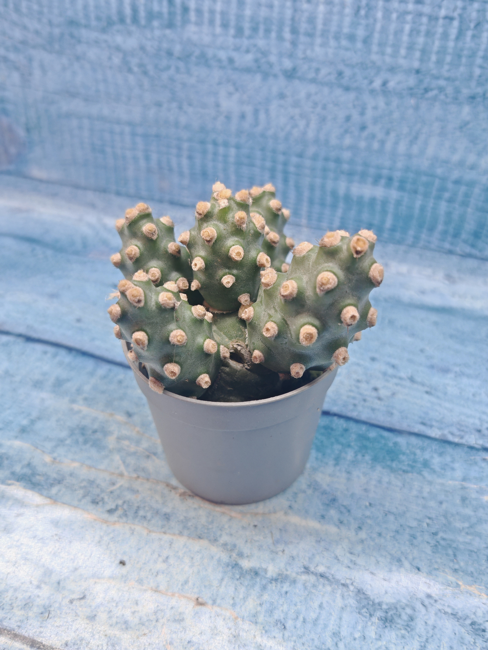Tephrocactus Molinensis (Тефрокактус)