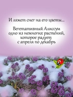 Алиссум Лавандовый ручей вегетативный