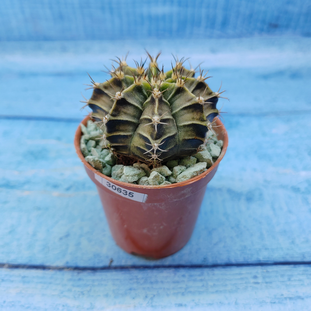 Gymnocalycium Friedrichii (Гимнокалициум)