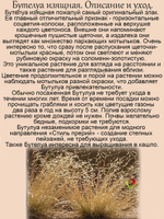 Злак Бутелуа изящная пархающие мотыльки