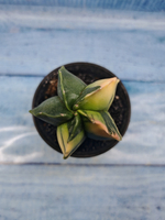 Astrophytum Myriostigma variagate (Астрофитум вариегатный)