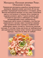 Молодило Большая розовая роза