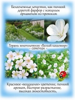 Герань Белый кашемир многолетняя садовая