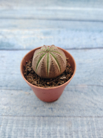 Euphoria Obesa (Эуфорбия)