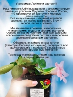 Дипладения Розовый крем Мандевилла