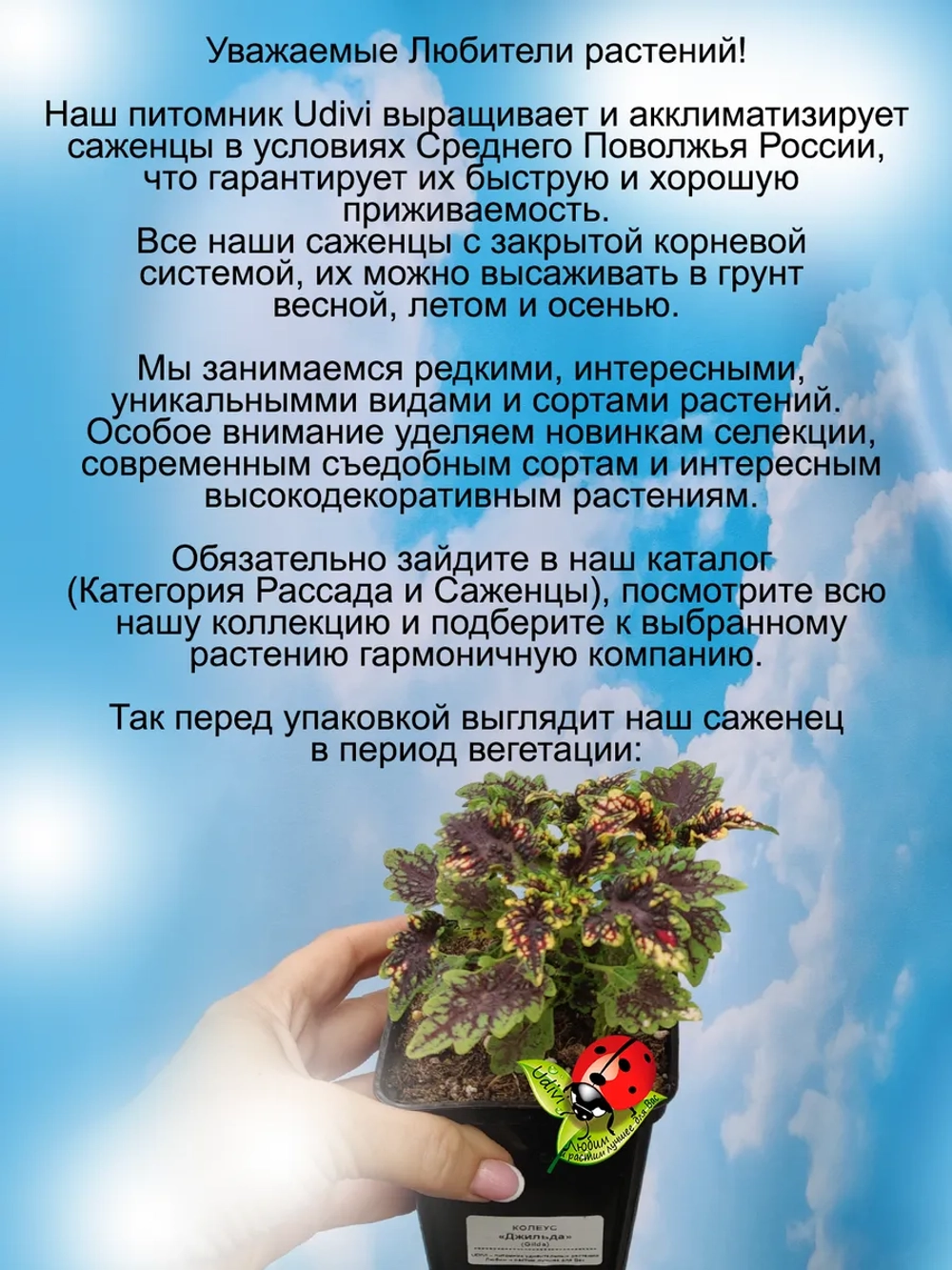 Колеус Джильда вегетативный