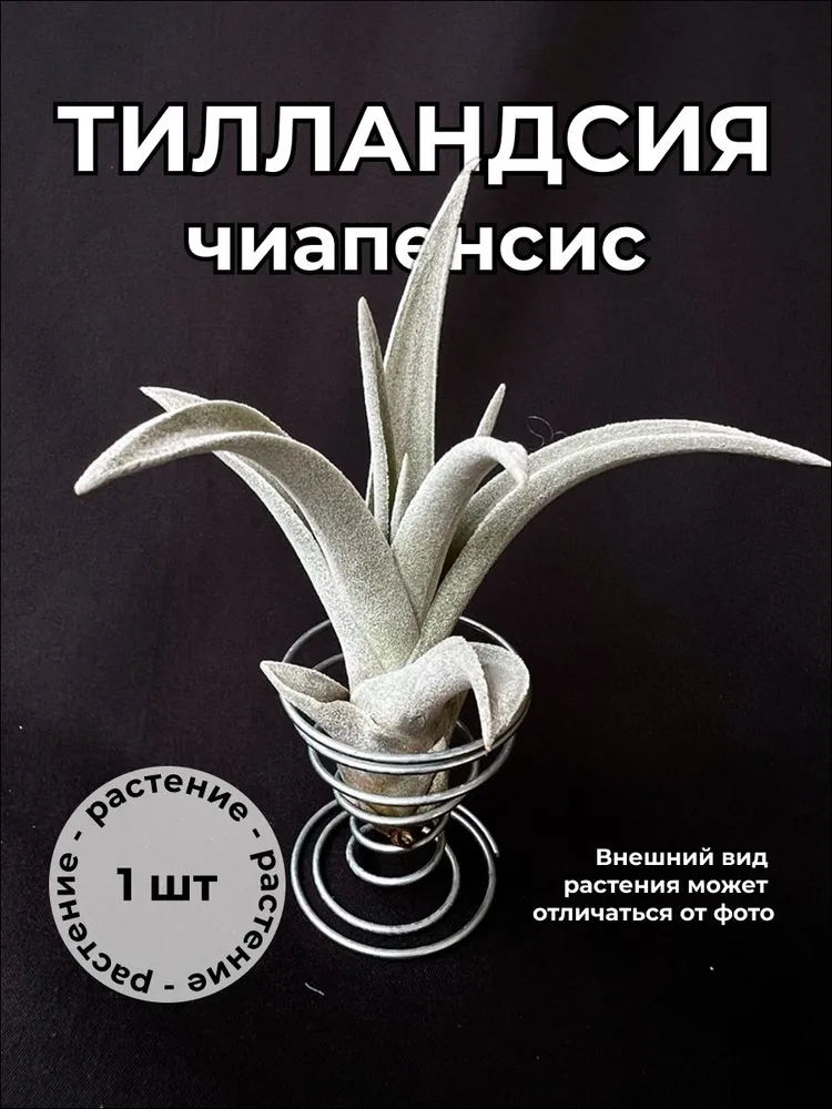 Тилландсия Чиапенсис (Tillandsia chiapensis large) - крупная форма