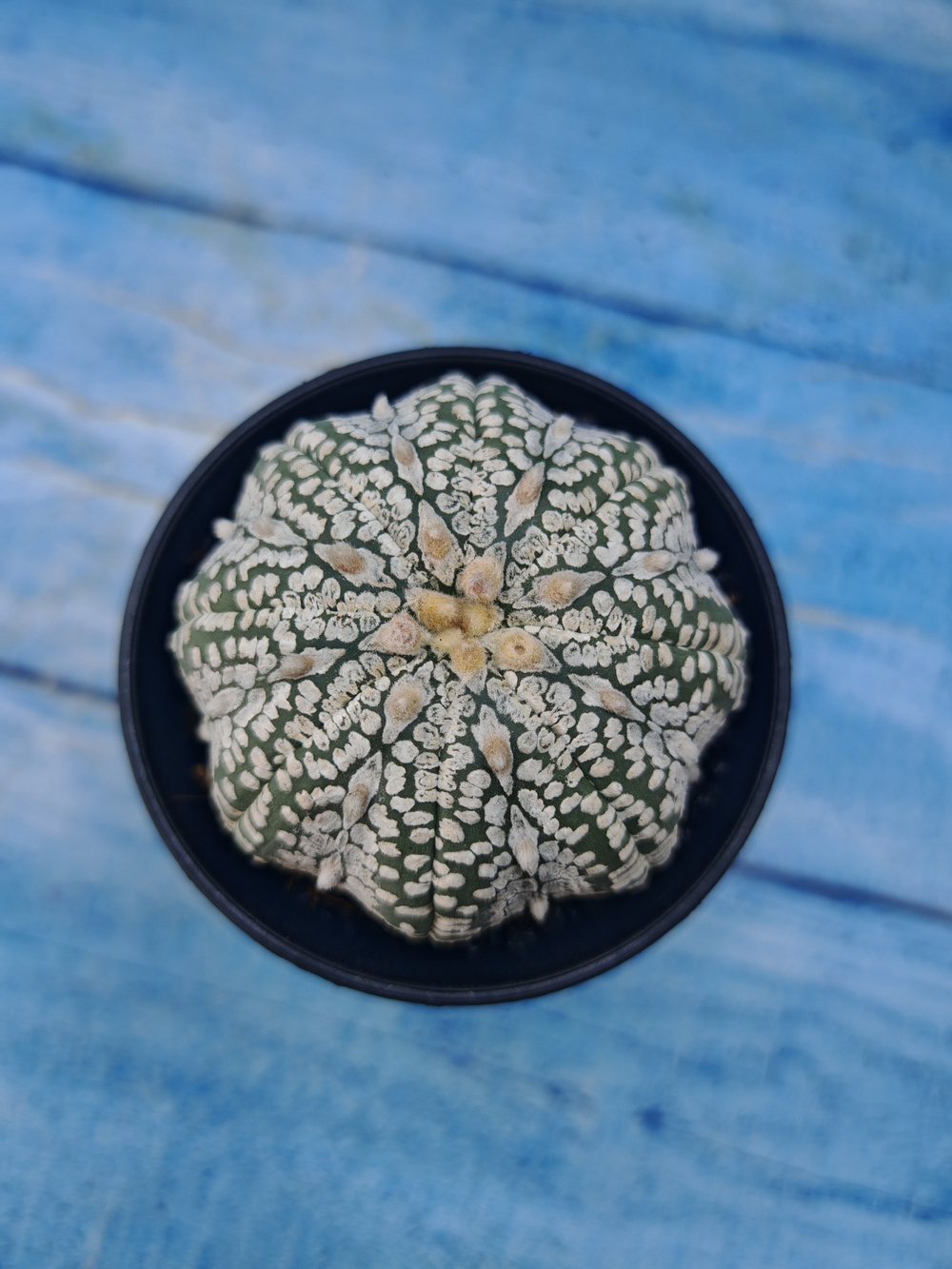 Astrophytum Asterias (Астрофитум)
