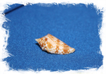 Конус мемиае (Conus memiae)