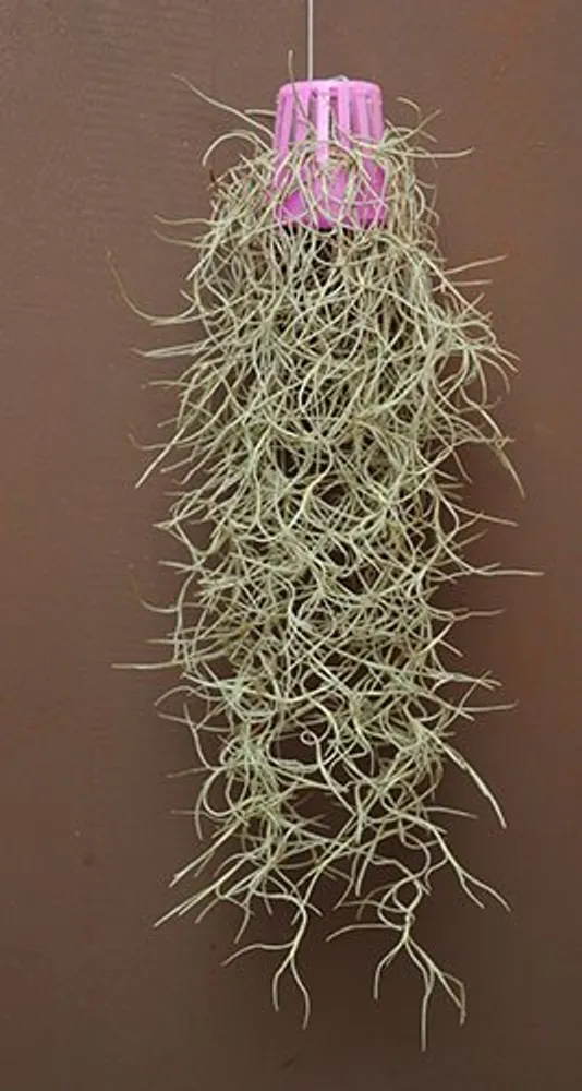 Тилландсия Уснеевидная Tillandsia (Луизианский мох)