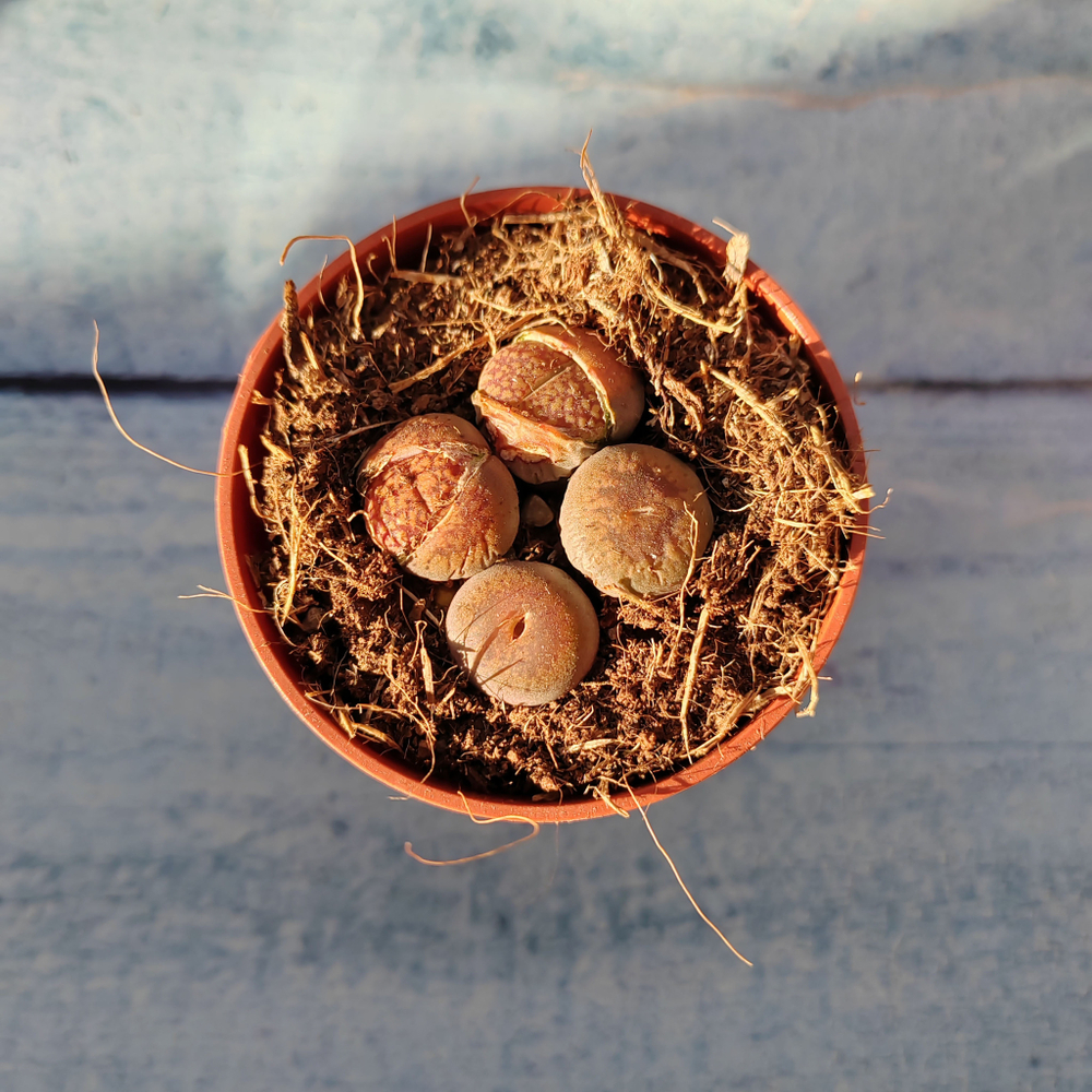 Lithops sp. (Литопсы)