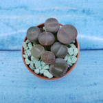 Lithops sp. (Литопсы)