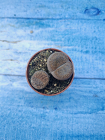 Lithops sp. (Литопсы)