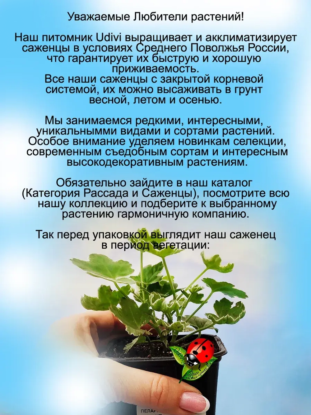 Пеларгония Эвка Ред вариегатная