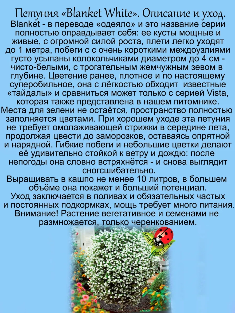 Петуния Бланкет Вайт мощная