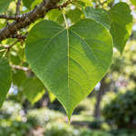 catalpa_macro