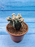 Astrophytum Myriostigma "Hakujo Fukuryu" (Астрофитум)