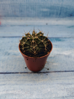 Gymnocalycium Friedrichii (Гимнокалициум)