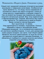 Жимолость Индиго Джем канадская (сорт будущего)