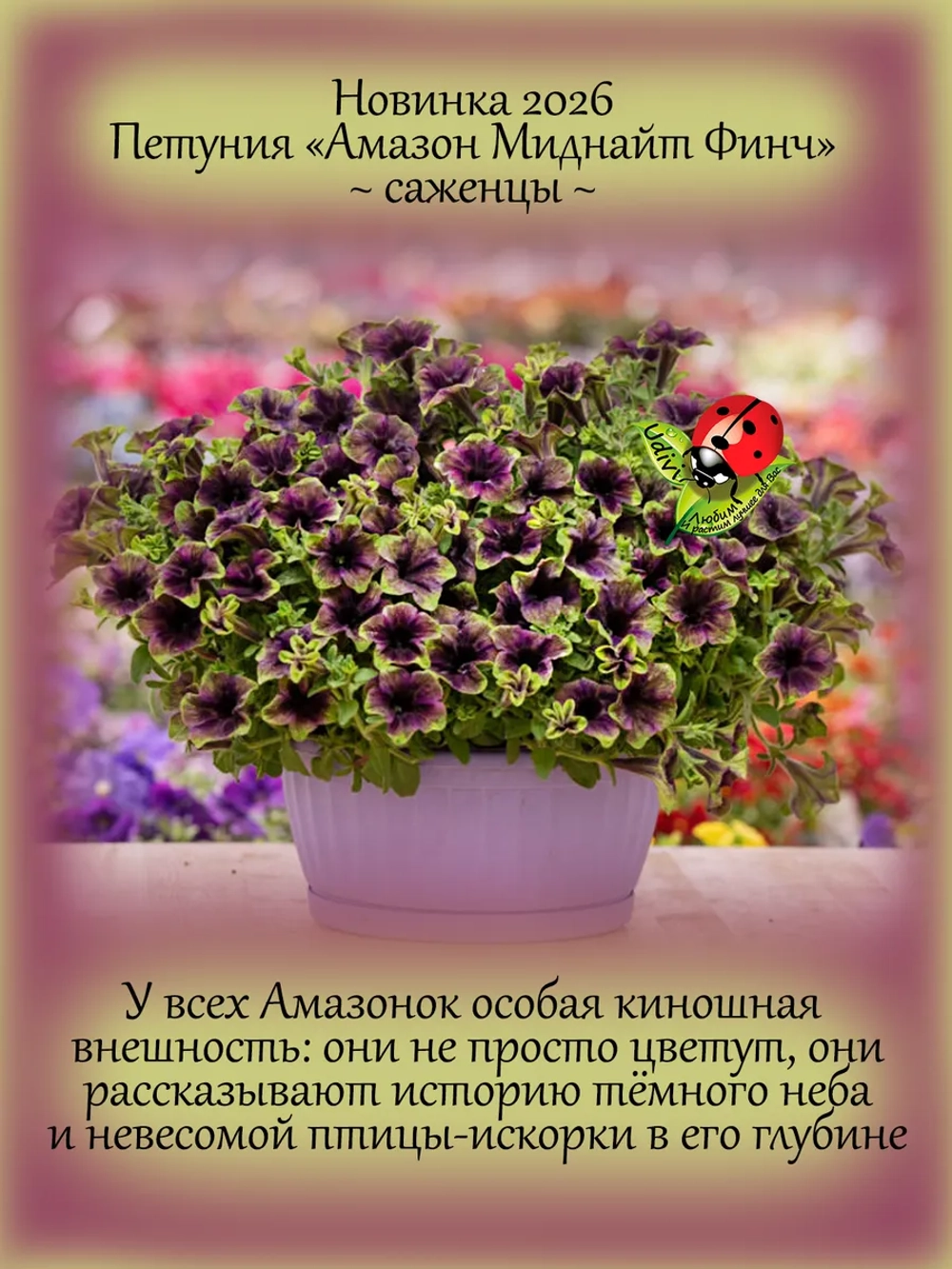 Петуния Амазон Миднайт Финч