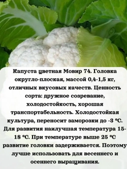 Семена Капуста цветная Мовир 74 5гр