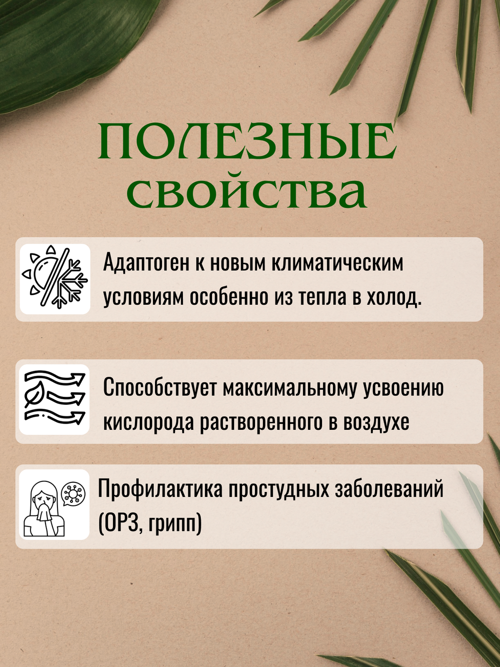 Сосна обыкновенная. Натуральное эфирное масло.
