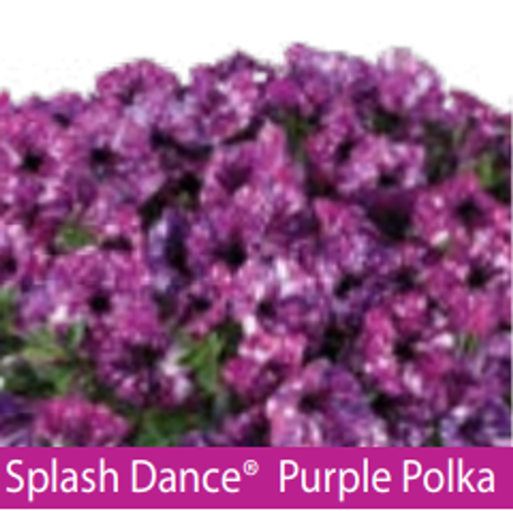 ЕВРО Петуния SPLASH DANCE Purple Polka ЕВРО укорененный черенок ФЕВРАЛЬ поставка 16