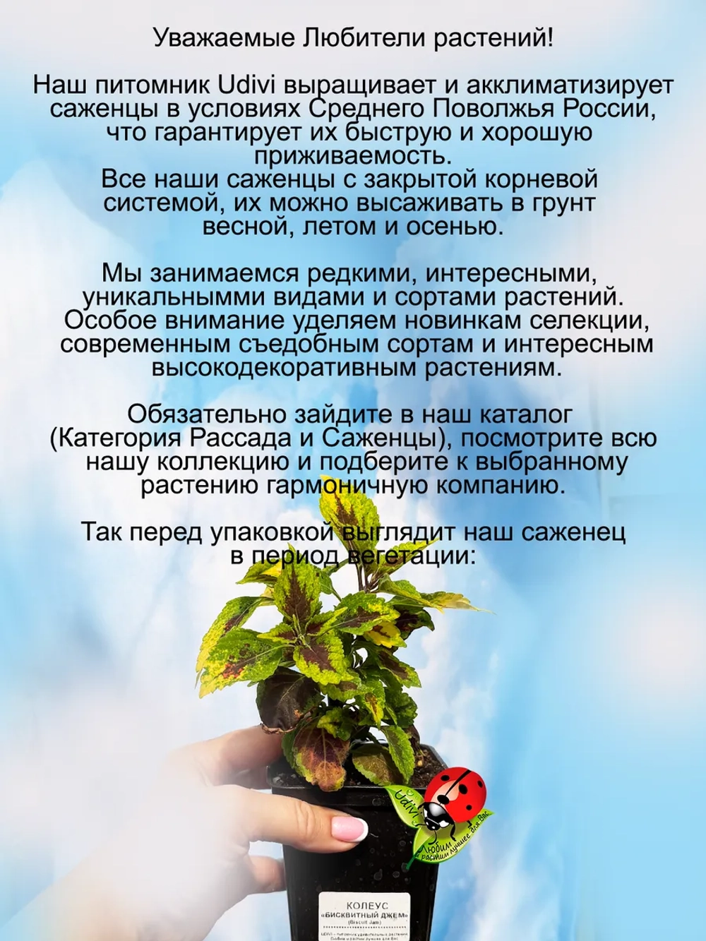 Колеус Бисквит с джемом