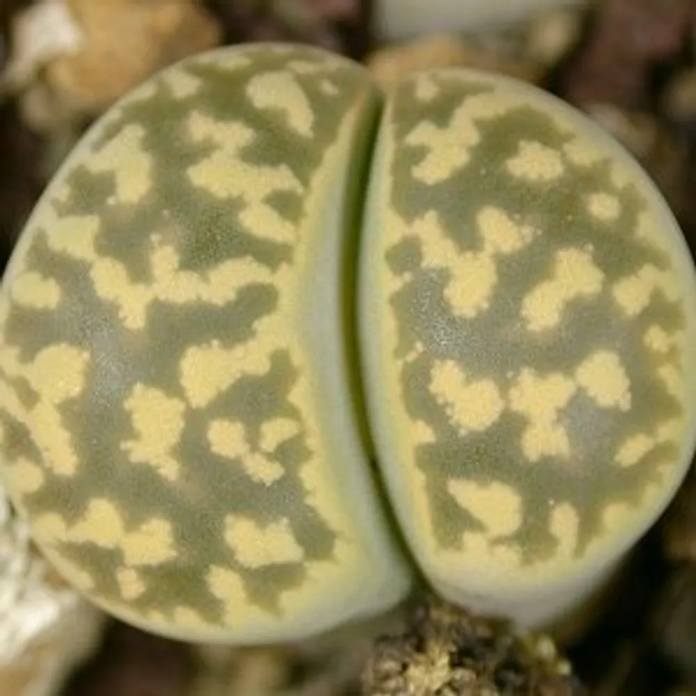 Литопс (C143А Lithops karasmontana ssp. bella) живые камни семена
