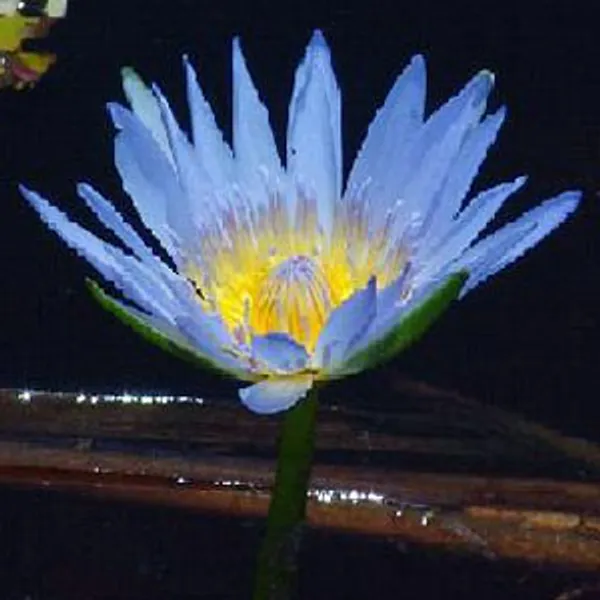 Нимфея Nymphaea Light Blue Water Lily