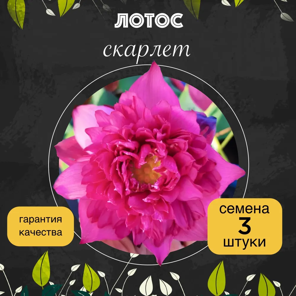 Лотос орехоносный "Скарлет" семена 3 штуки