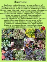 Живучка Спарклер Бенгальский огонь аюга многолетник