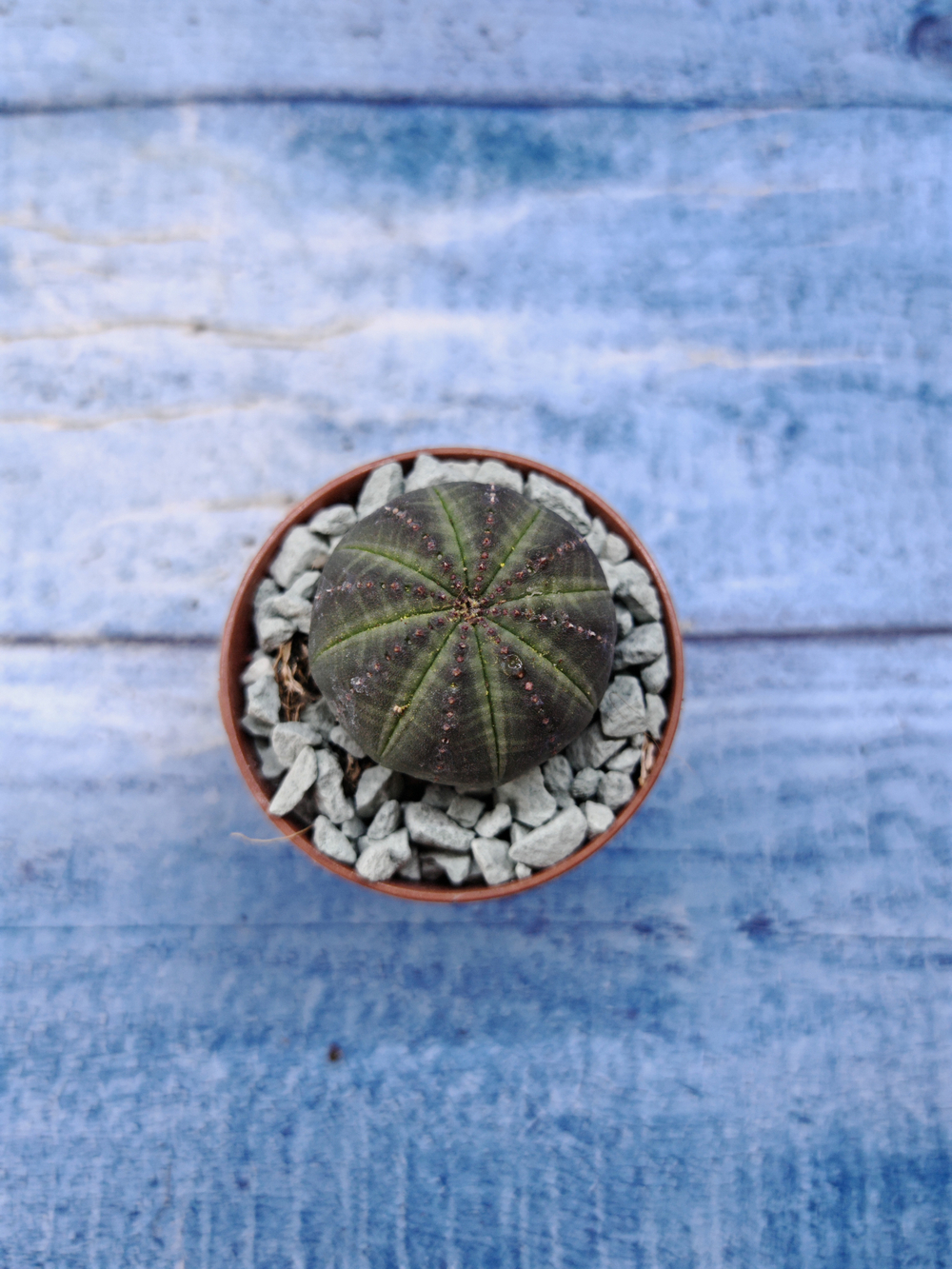 Euphorbia Obesa (Эуфорбия)