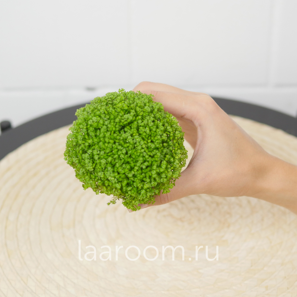 Солейролия d6