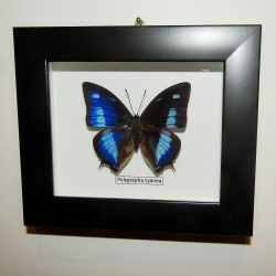 Бабочка Polygrapha cyanea рамке