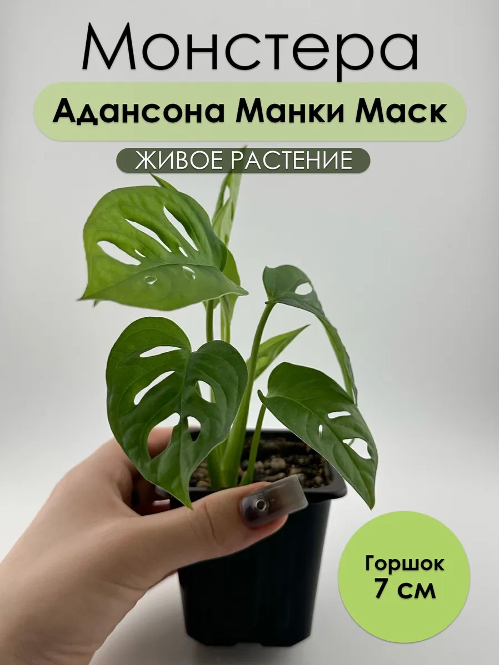 Монстера Адансона Манки Маск