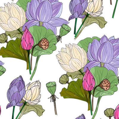 gentle lotus