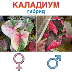 Каладиум гибрид Pisces zodiac x Tawasuriya семена 5 штук