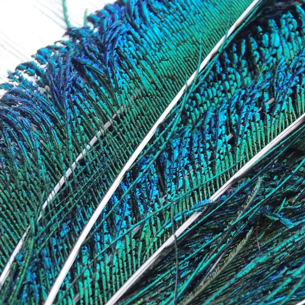 Мечевидные перья павлина PEACOCK SWORDS (2 шт)
