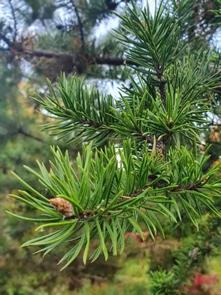 Семена Сосна Вашу (Pinus washoensis) 1гр