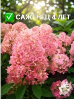 Меджикал Кэндл гортензия метельчатая