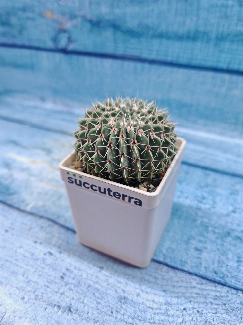 Notocactus Buiningii (Нотокактус)