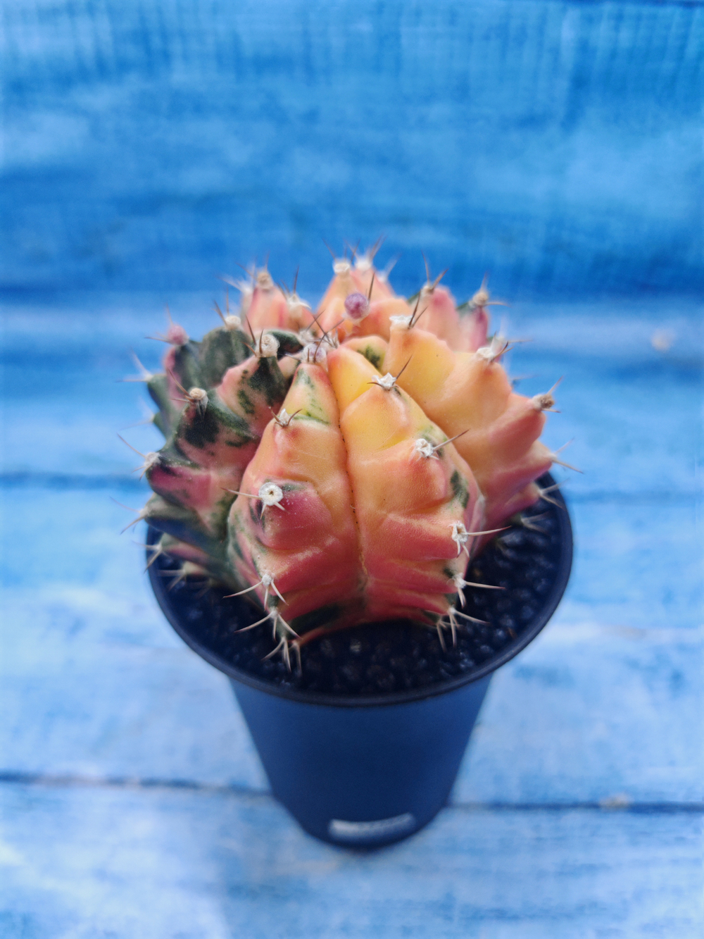 Gymnocalycium Variegata (Гимнокалициум Вариегатный)