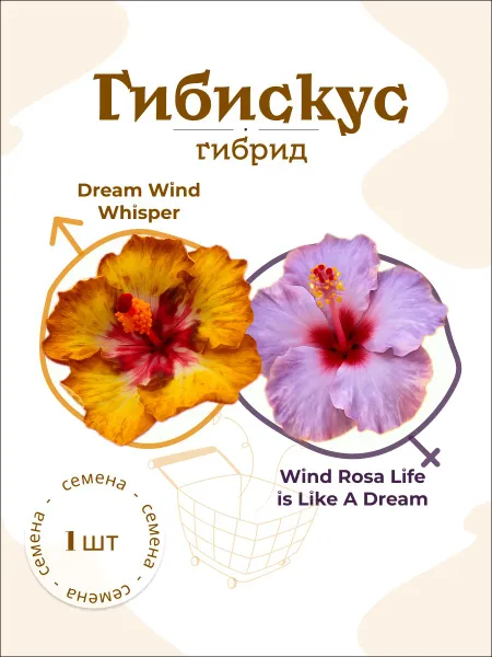 Гибискус Dream Wind Whisper x Wind Rosa Life is Like A Dream семя, 1 шт.